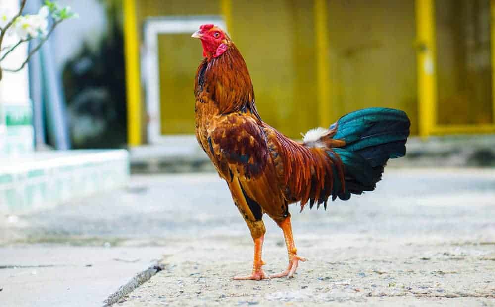 Khẩu phần ăn uống của gà đá đóng vai trò rất quan trọng đối với chất lượng và độ bền của lông