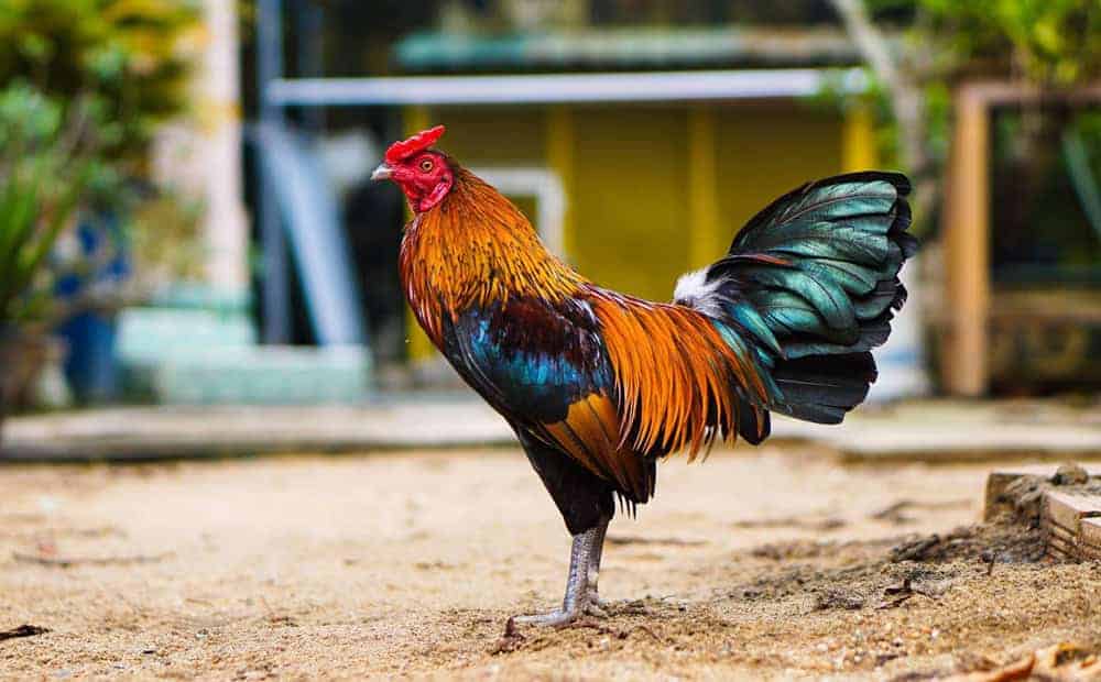 Lông gà đá không chỉ mang tính thẩm mỹ mà còn phản ánh trực tiếp sức khỏe của chiến kê
