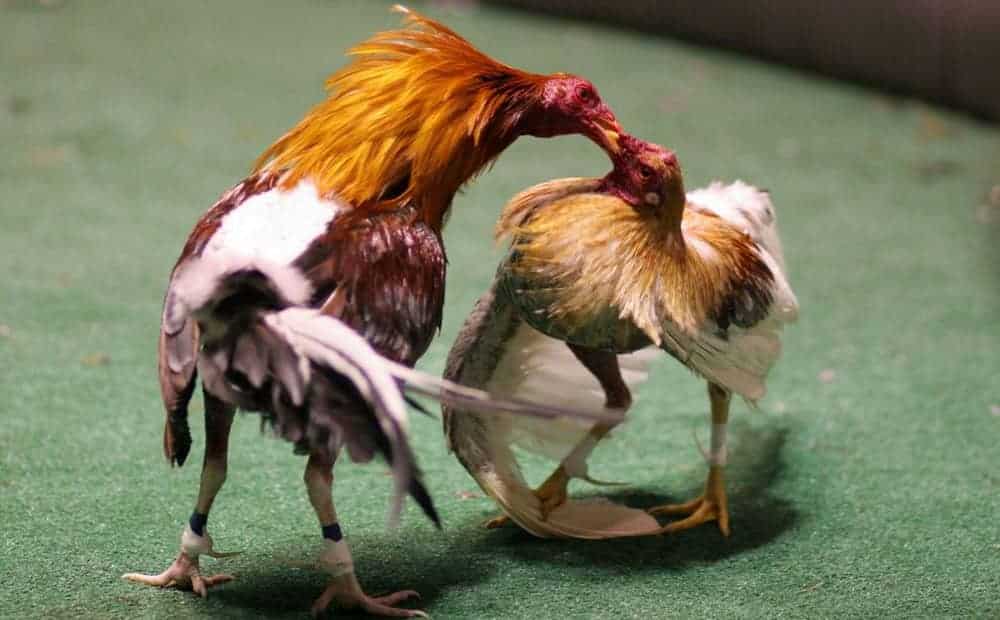 Cách chọn gà đá cựa sắt hay