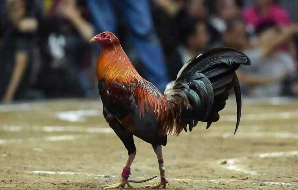 Chiến kê thiên về độ chịu đòn không phù hợp đá cựa sắt