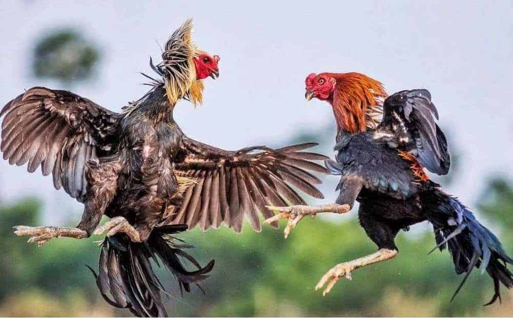 Hen là bệnh thường gặp ở gà liên quan tới hô hấp