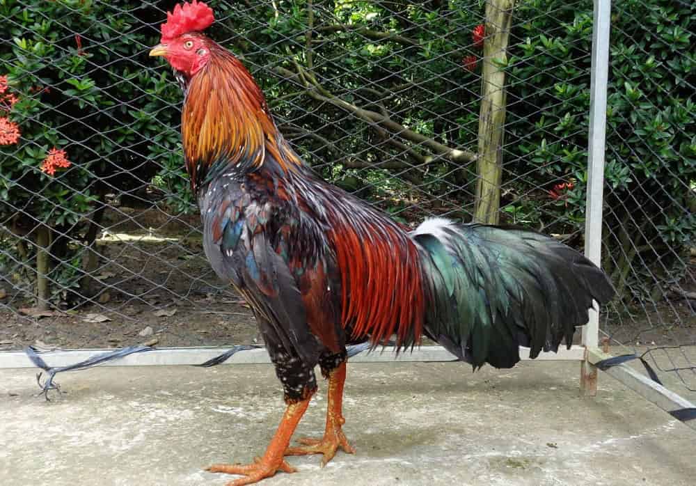 Tình trạng hen nặng và nhẹ có khác biệt nhất định
