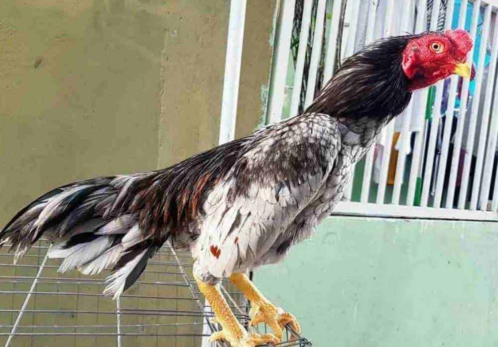 Cách chữa bệnh hen ở gà chọi cần dùng kháng sinh đúng lúc