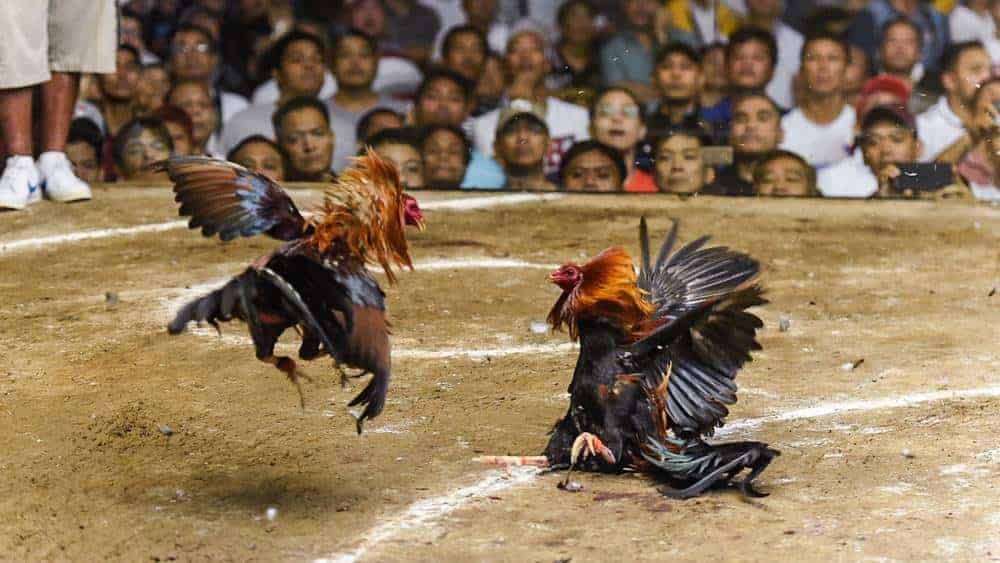 Đánh ít là cách chơi đá gà mạng an toàn cao