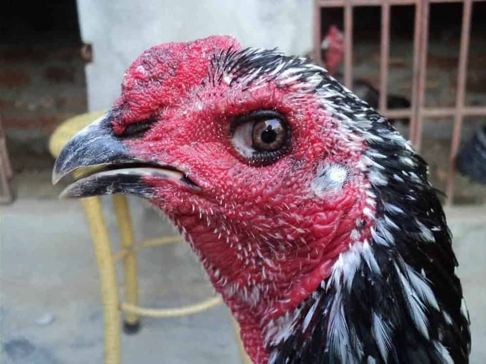 Chế độ nuôi góp phần quan trọng để giúp cổ gà to và khỏe