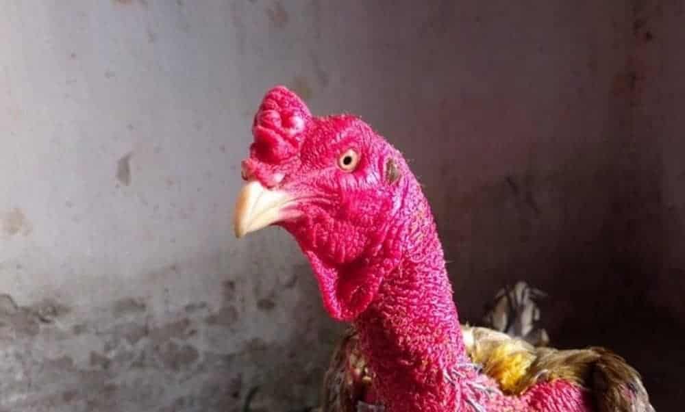 Da dày tự nhiên hay do om có những khác biệt