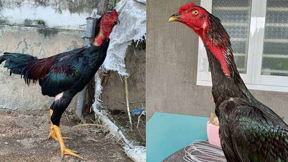 Bỏ qua phơi nắng ảnh hưởng không tốt tới da gà