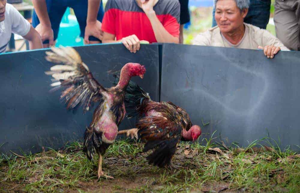 Người chơi chú ý tới phần da khi quan sát gà chọi
