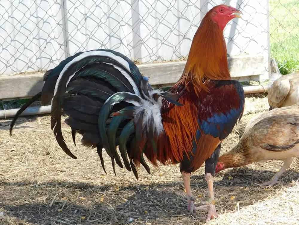 Chăm sóc gà đá là quá trình lâu dài và cần kiên nhẫn