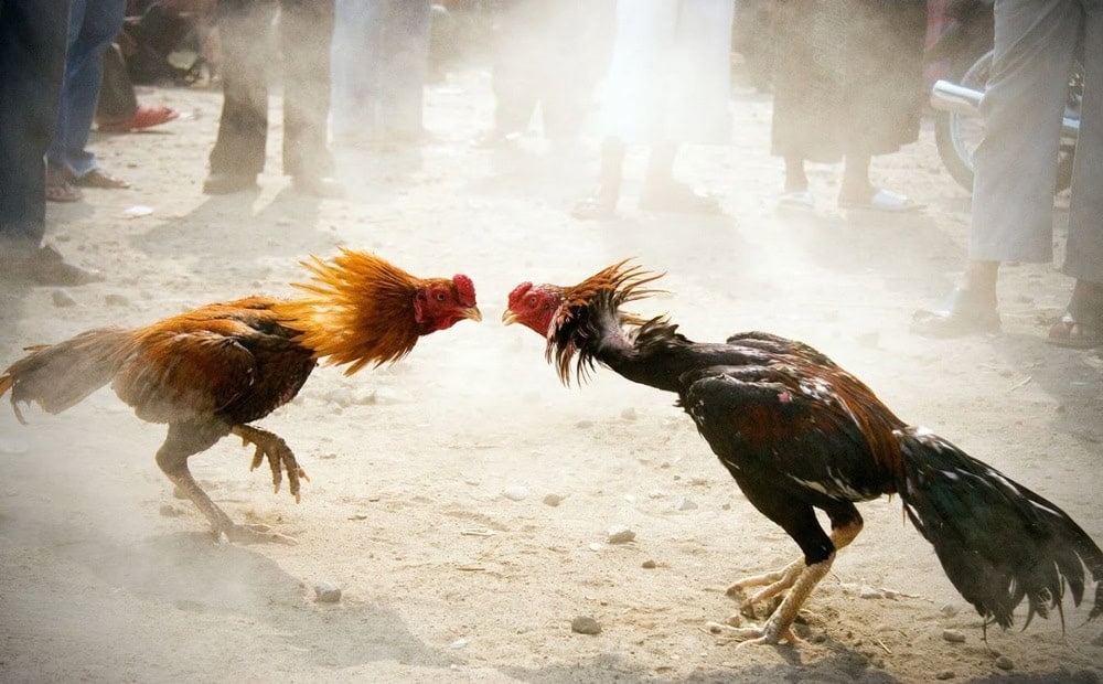 Có kỹ thuật thả gà chọi trong trận đấu vô cùng quan trọng