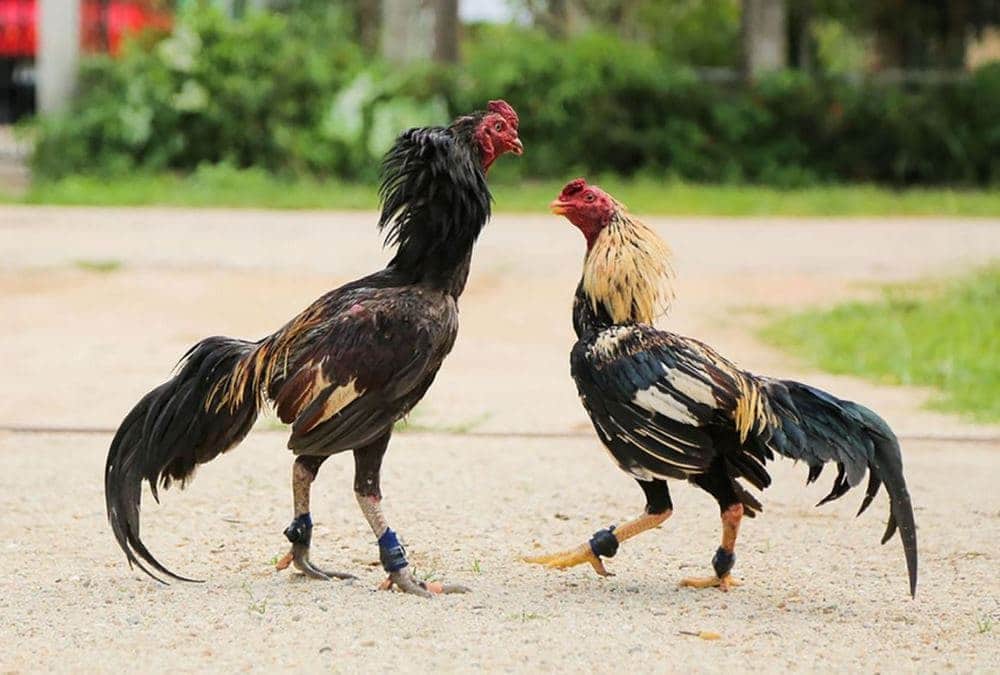 Áp dụng kỹ thuật thả ngang có phù hợp với người mới