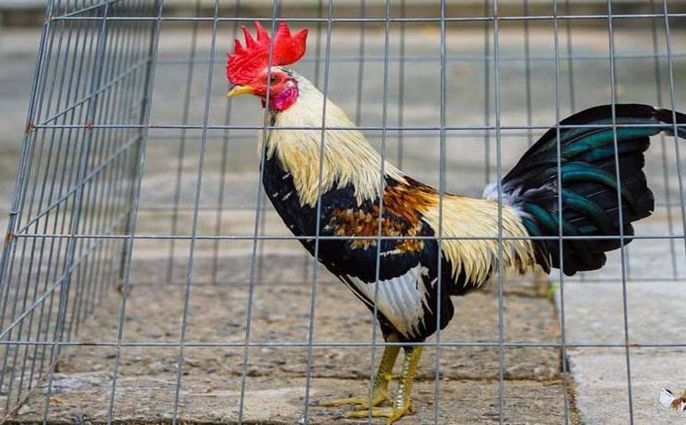 Tìm hiểu khái niệm cơ bản về gà bạch đầu