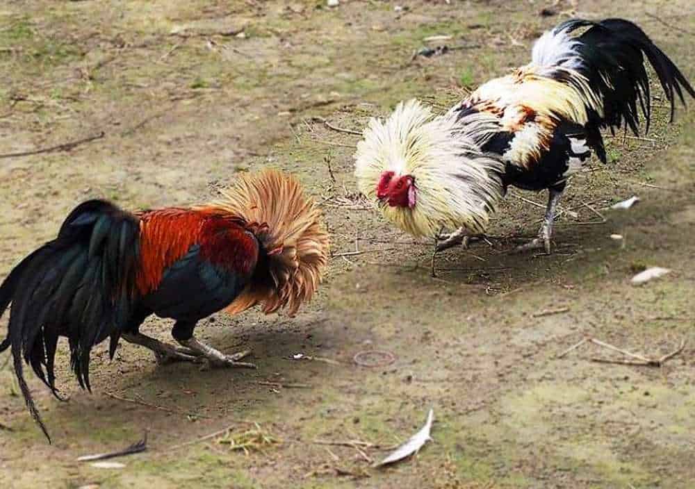Chọi kê bạch đầu thường đẩy lên kèo trên