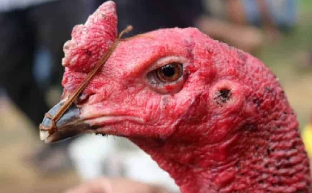 Chăm sóc và xử lý tình trạng hỏng mỏ đúng cách