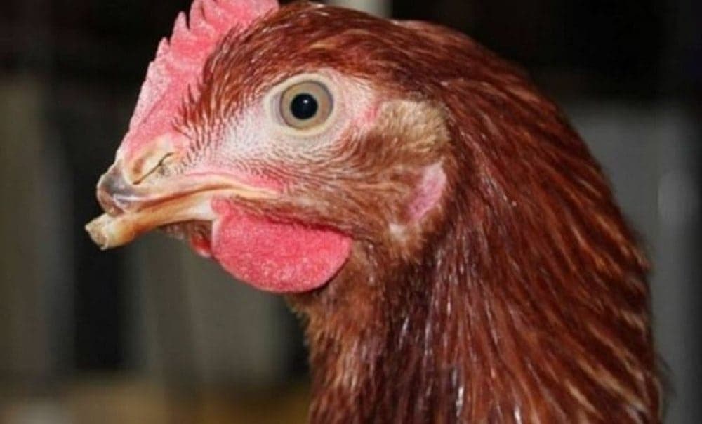 Chăm sóc và xử lý tình trạng hỏng mỏ đúng cách