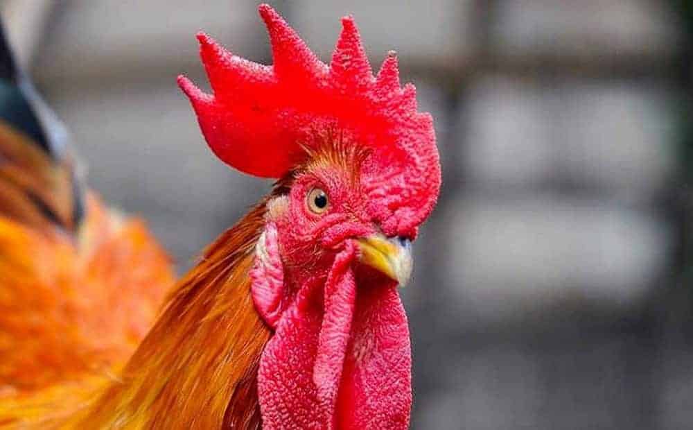 Giữ hoặc bỏ phụ thuộc tình trạng thực tế của chiến kê