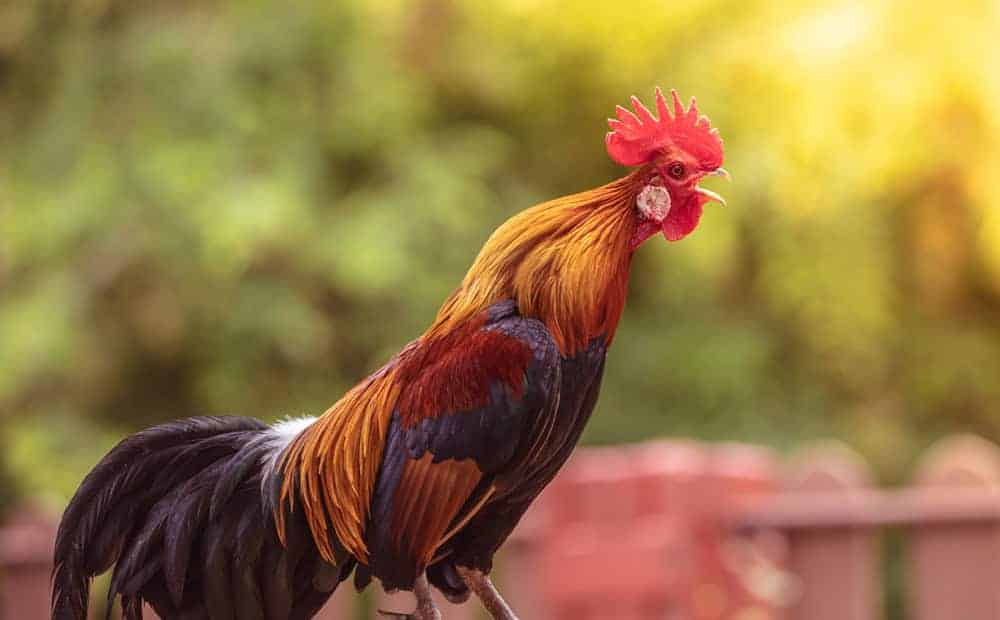 Gà chọi Peru là giống gà đá thiên về sức mạnh và độ bền