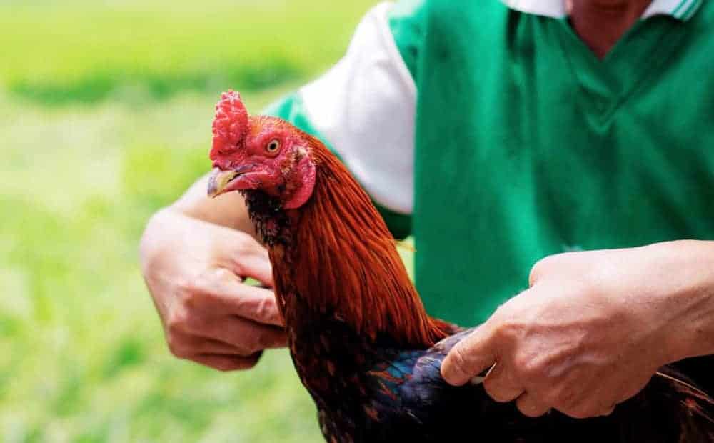 Gà chọi Thái Lan: Kiến thức, thực chiến và sân chơi uy tín