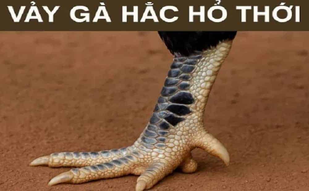 Chiến kê sở hữu bộ vảy đặc biệt tạo nên khác biệt
