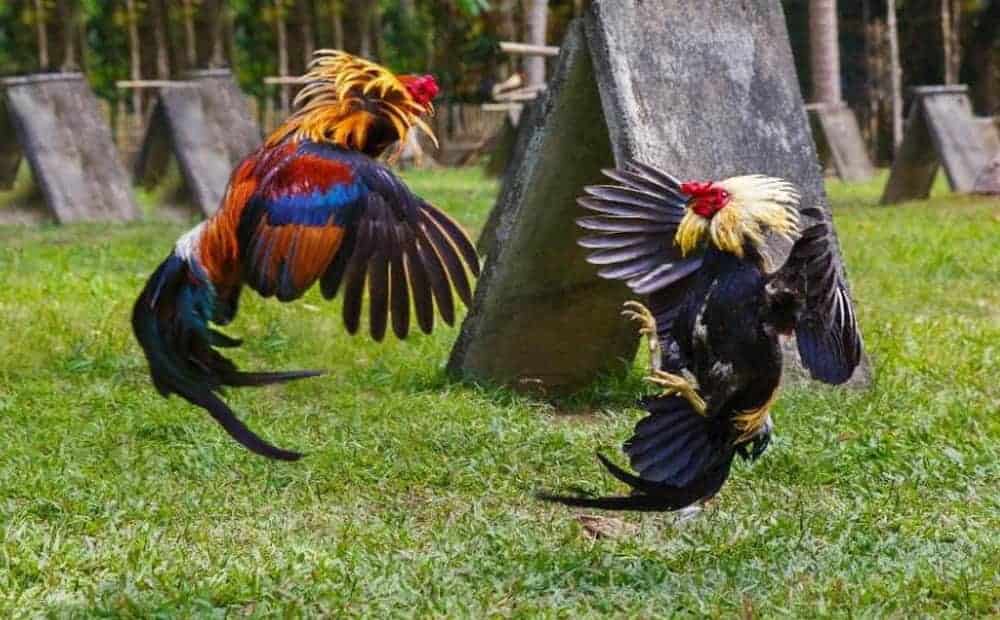 Mỗi loại được đánh giá cao ở yếu tố khác nhau