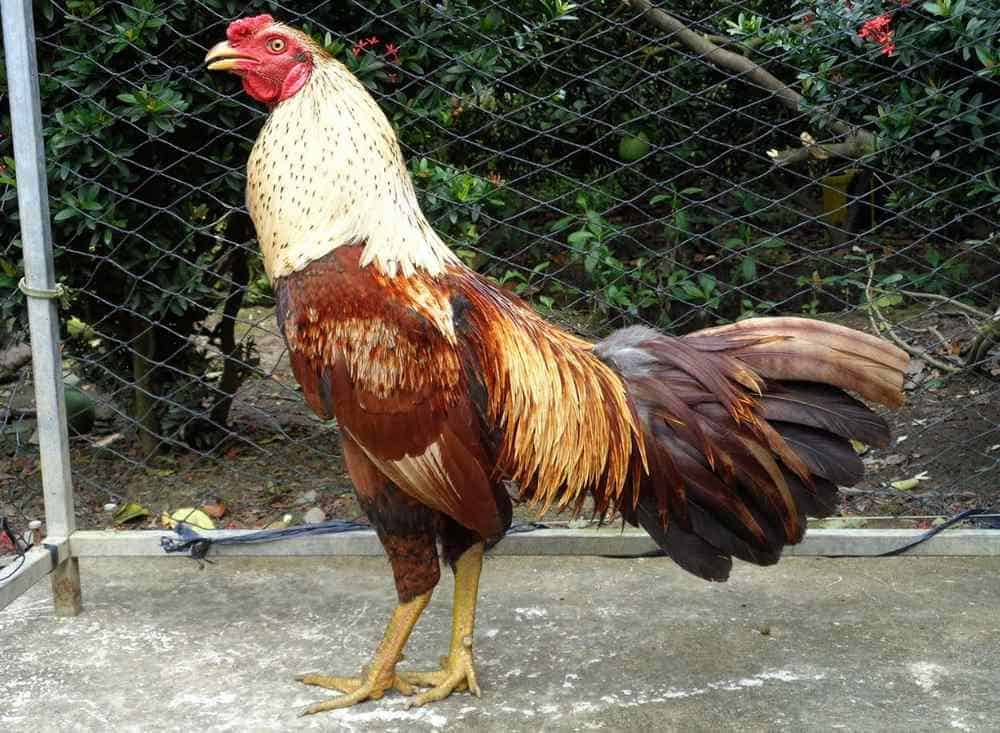 Loại chiến kê thở nhiều khỏi trận đấu tuỳ thuộc hoàn cảnh