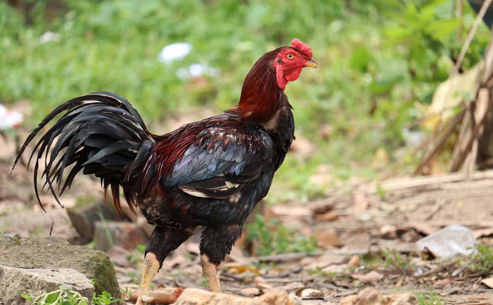 Nguyên nhân gà bị yếu chân có thể là do bệnh lý, chấn thương hoặc thiếu dinh dưỡng