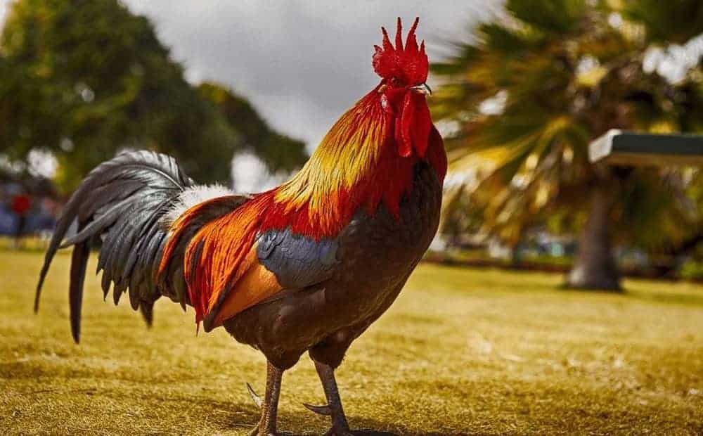 phối màu lông gà sao cho hiệu quả