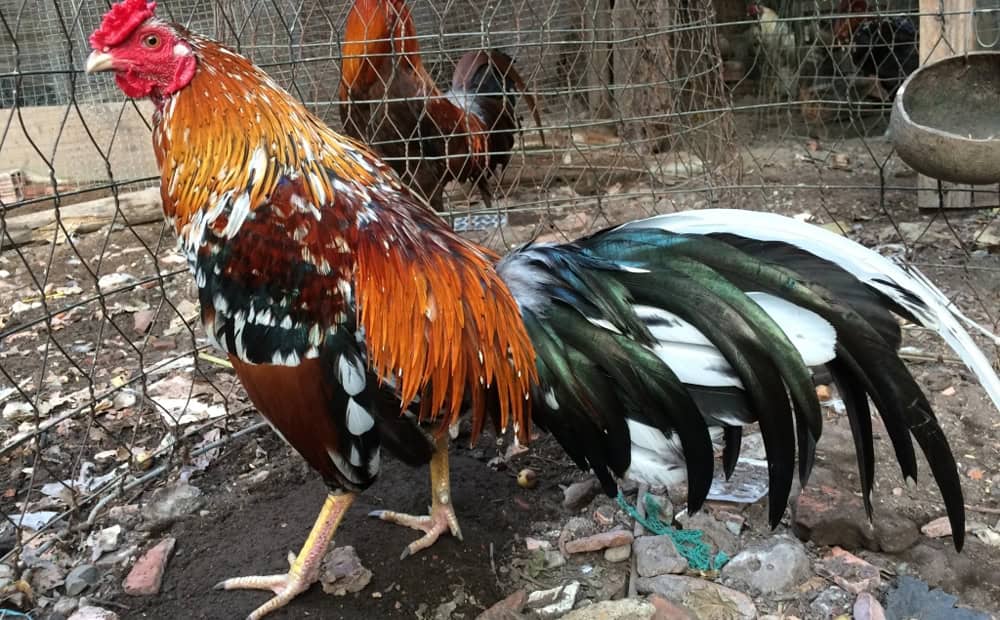 Các bước huấn luyện gà đá cựa sắt toàn diện cho sư kê