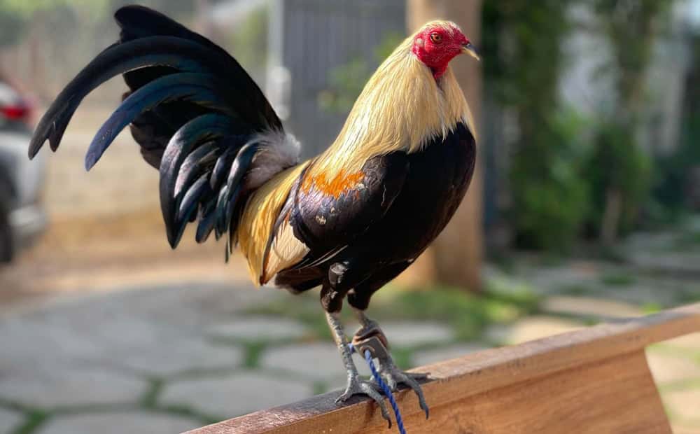 Hướng dẫn chọn giống gà đá cựa sắt chuẩn thực chiến hiện nay