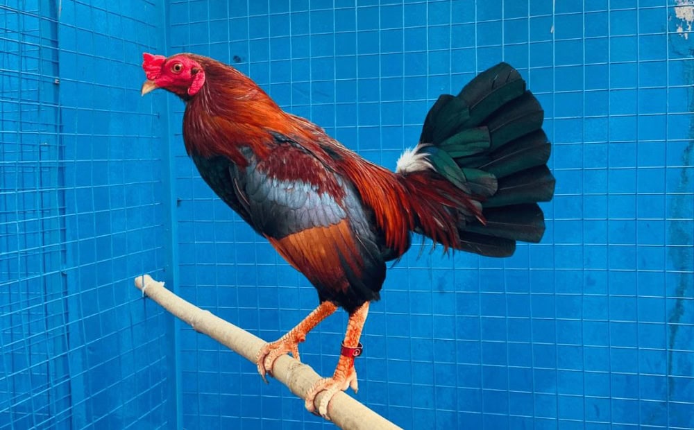 Lạm dụng thuốc bổ để tăng lực nhanh cho chiến kê có thể mang lại nhiều rủi ro