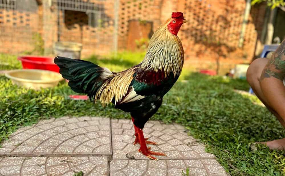 Cách nuôi gà đá bo lớn chuẩn và không xuống sức