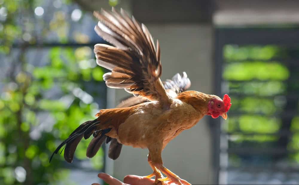 Cách nuôi gà tre đá có lực giúp đánh đâu thắng đó