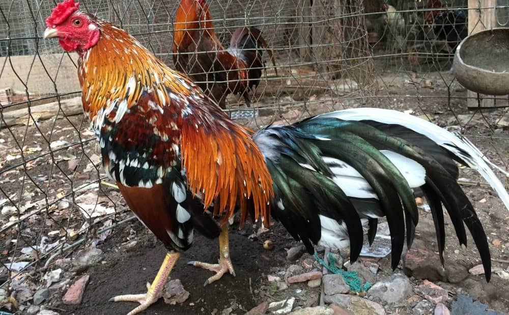 Một số đặc trưng và đòn đánh của gà đá đòn hiện nay