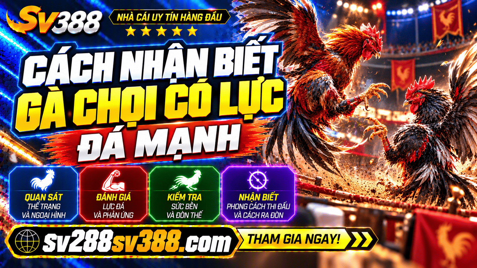 Cách nhận biết gà chọi có lực đá mạnh - Đừng vội xuống tiền khi chưa biết!